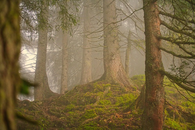 Forest scenery